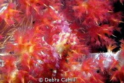 Candy Crab Bali Indonesia by Debra Cahill 
